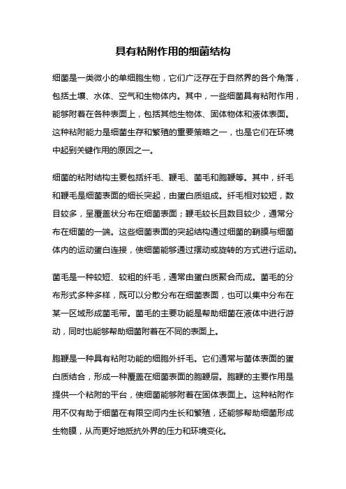 具有粘附作用的细菌结构