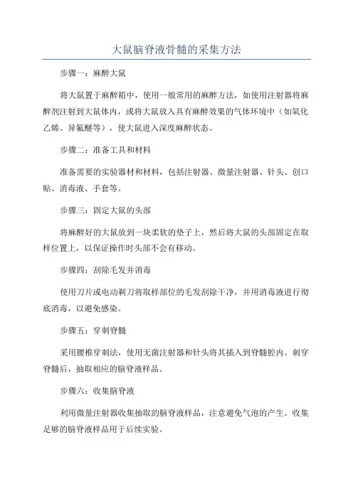 大鼠脑脊液骨髓的采集方法