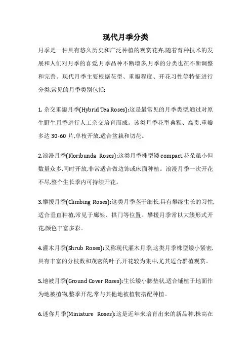 现代月季分类