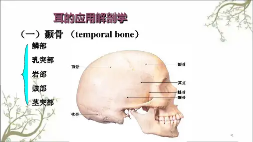 耳的应用解剖学课件