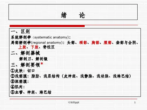 局部解剖学-下肢