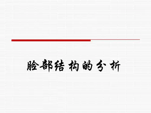 脸部结构的分析