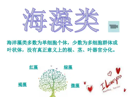 海藻类 PPT课件