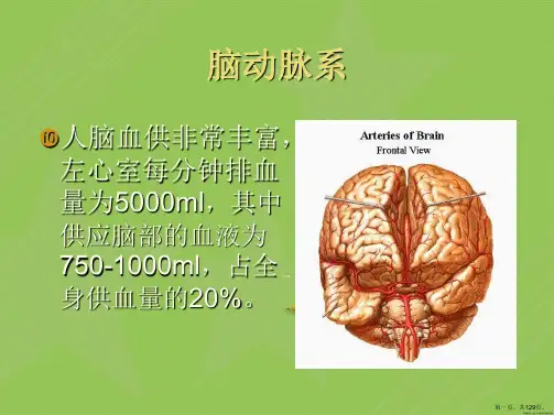 脑血管解剖(动脉精华)