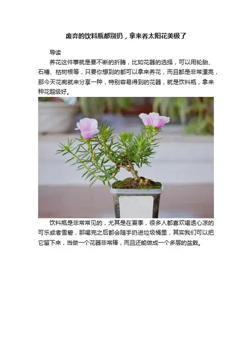 废弃的饮料瓶都别扔，拿来养太阳花美极了