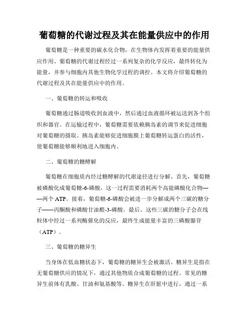 葡萄糖的代谢过程及其在能量供应中的作用