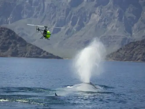 神奇的海洋生物PPT课件
