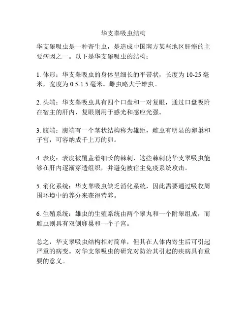 华支睾吸虫结构