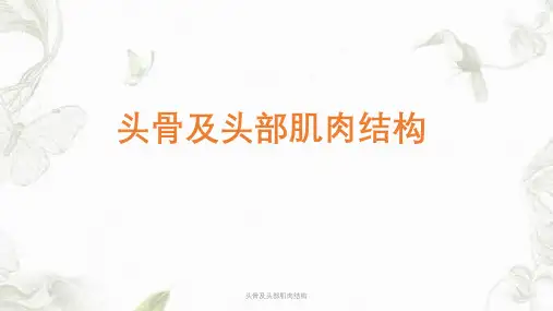 头骨及头部肌肉结构ppt课件