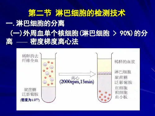 T细胞增殖试验