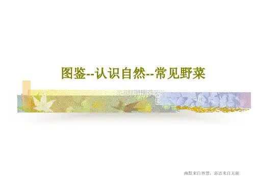 图鉴--认识自然--常见野菜共68页PPT