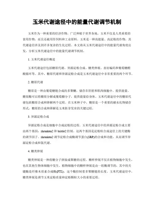 玉米代谢途径中的能量代谢调节机制