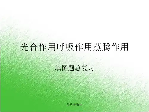 光合作用呼吸作用蒸腾作用识图ppt课件