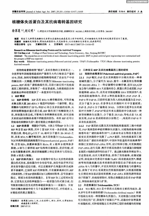 核糖体失活蛋白及其抗病毒转基因研究