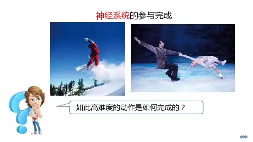 神经系统的组成  课件-2022-2023学年人教版生物七年级下册