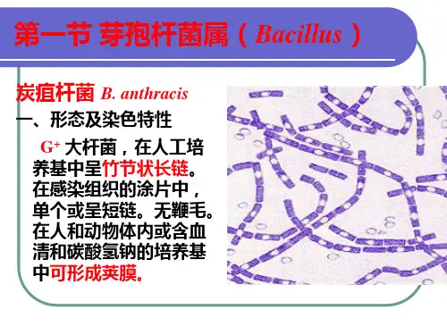 产芽孢的细菌