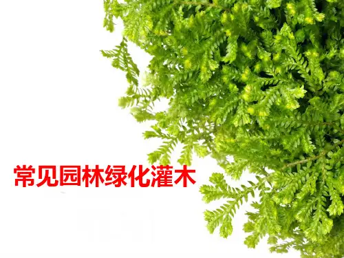 常见园林绿化灌木