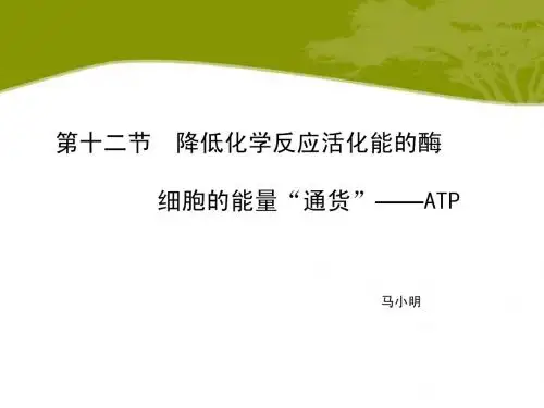人教版·高中生物·高三一轮复习课件·第12讲 酶和ATP