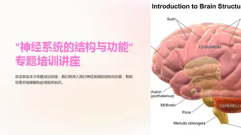 “神经系统的结构与功能”专题培训讲座PPT课件