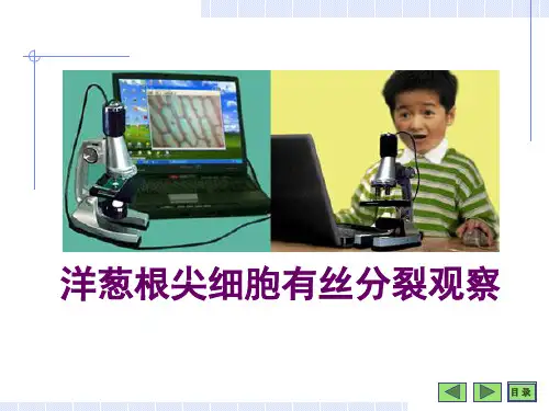 洋葱根尖细胞有丝分裂观察.