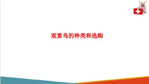 宠物文化—鸟文化