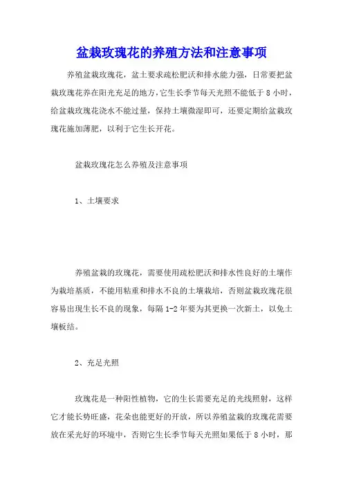 盆栽玫瑰花的养殖方法和注意事项