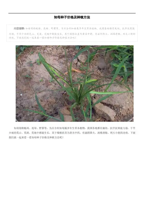 知母种子价格及种植方法