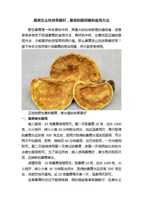 桑黄怎么吃效果最好，桑黄的服用量和食用方法