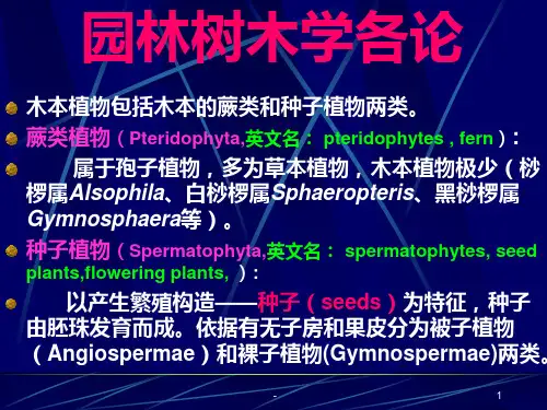 裸子植物1(系统分类)PPT课件
