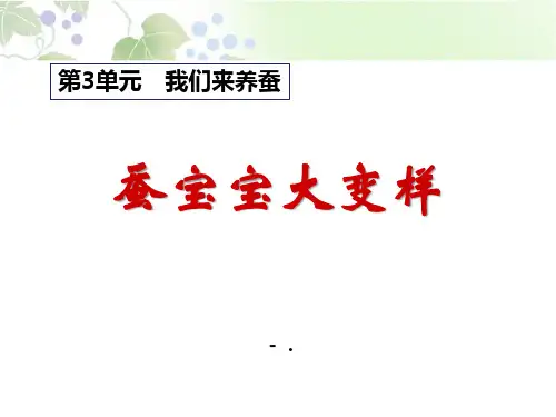 《蚕宝宝大变样》我们来养蚕PPT课件