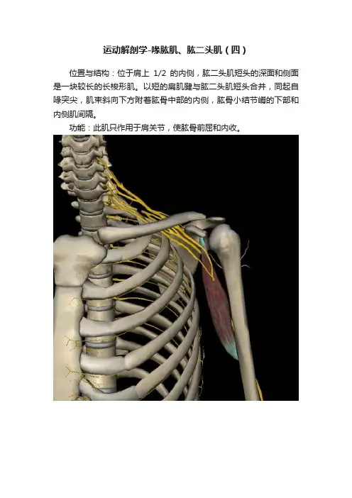 运动解剖学-喙肱肌、肱二头肌（四）