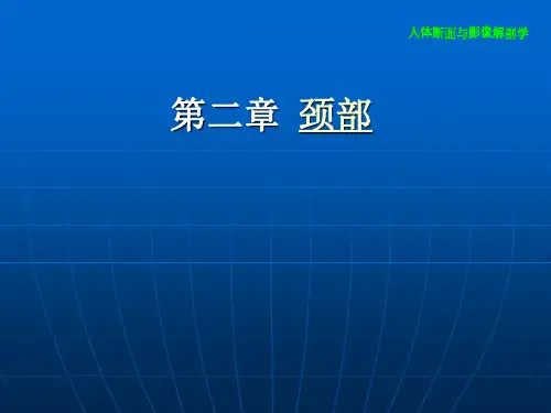 颈部断层解剖学(课堂PPT)