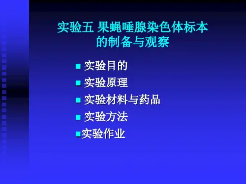 实验四：果蝇唾腺染色体的观察