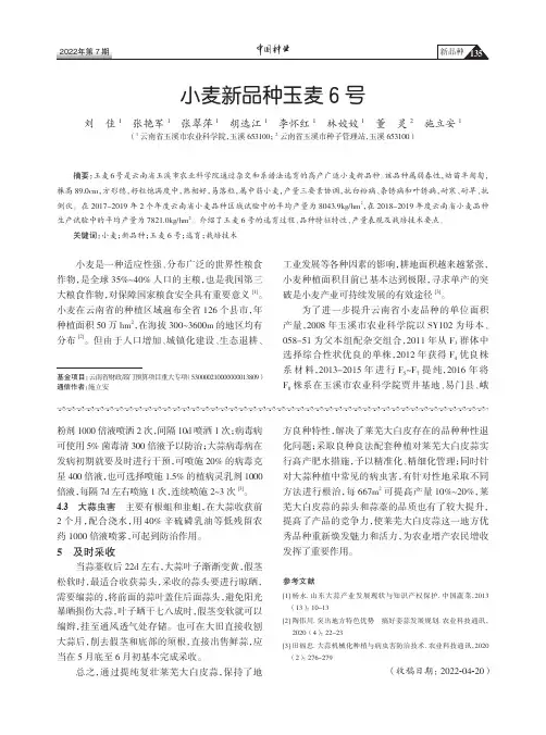 小麦新品种玉麦6号