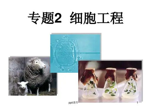 高中生物选修三 细胞工程  ppt课件