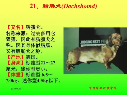 第一部分第三章世界名犬介绍下