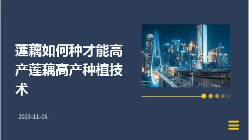 莲藕如何种才能高产莲藕高产种植技术