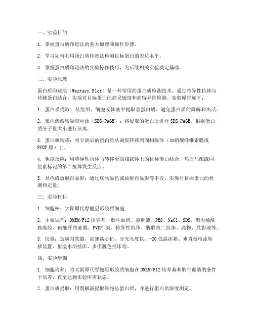 蛋白质印迹法实验报告