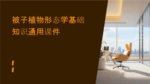 被子植物形态学基础知识通用课件