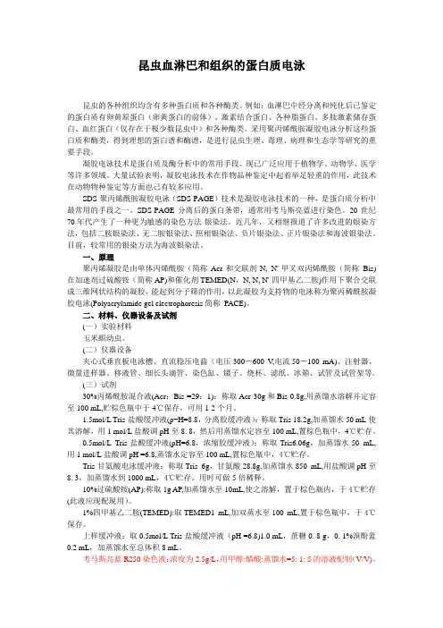 蛋白质电泳