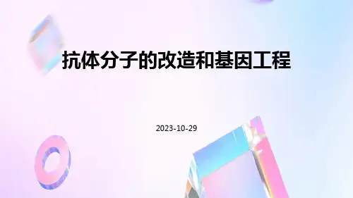 抗体分子的改造和基因工程