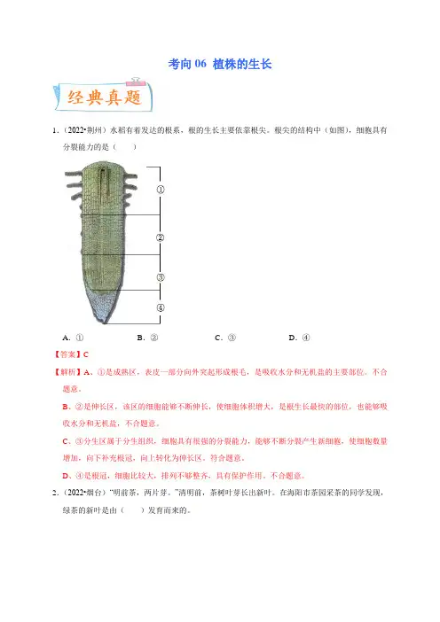 考向06 植株的生长-备战2023年中考生物一轮复习考点微专题(解析版)