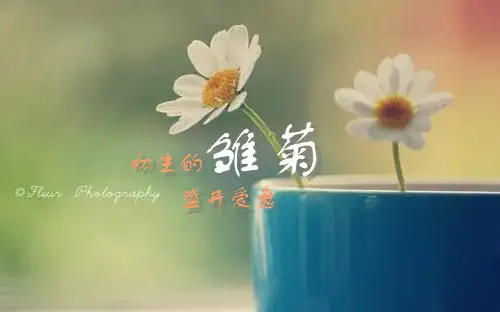 韩国电影雏菊赏析