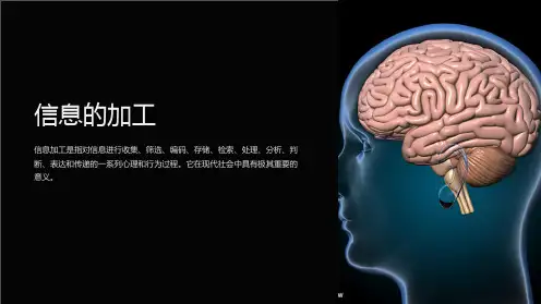 信息的加工.课件