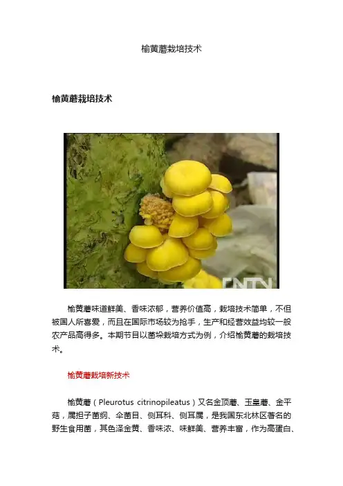 榆黄蘑栽培技术