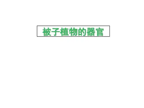 被子植物的器官根