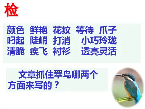 翠鸟第二课时