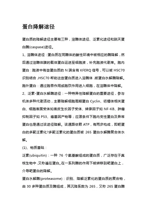 蛋白降解途径