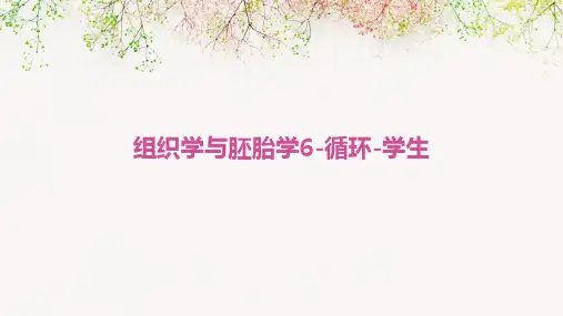 组织学与胚胎学6-循环-学生
