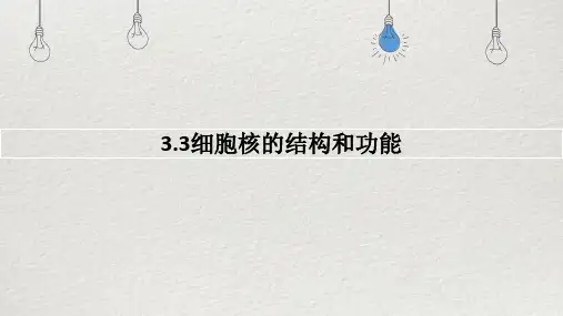 细胞核的结构和功能的课件-高一上学期生物人教版(2019)必修1